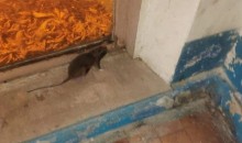 Маленькая, но удаленькая: крыса целый день терроризировала жителей многоэтажки