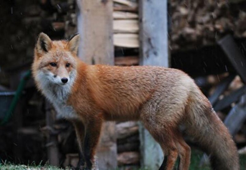 Незваный гость: в Новороссийске разгуливают голодные лисы