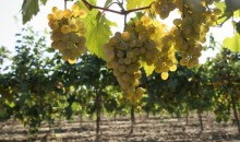 В 2021 году на Кубани заложат 1,7 тыс. гектаров молодых виноградников
