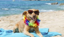 С 2021 года в России запретят приводить на пляж собак и плавать на непредназначенных предметах
