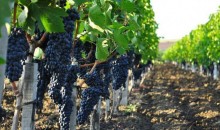В Краснодарском крае собрано более 193 тысяч тонн винограда