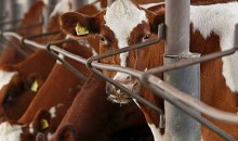 Краснодарский край увеличил экспорт мяса и молока на 48%