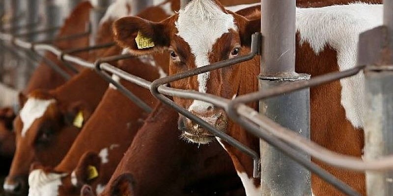 Краснодарский край увеличил экспорт мяса и молока на 48%