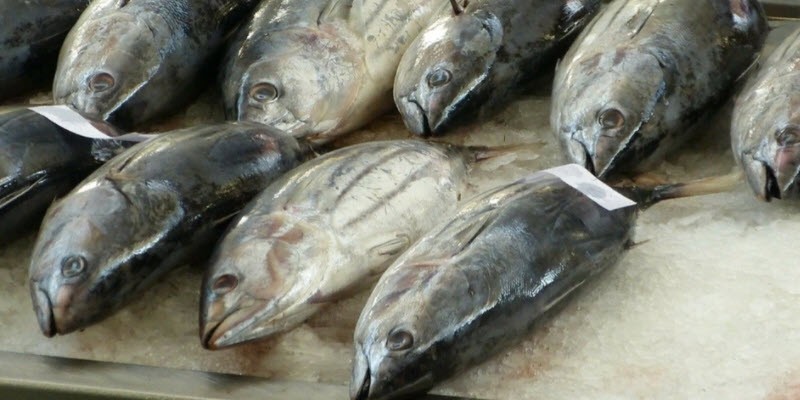 На Кубани более 250 кг опасной рыбы изъяли и утилизировали