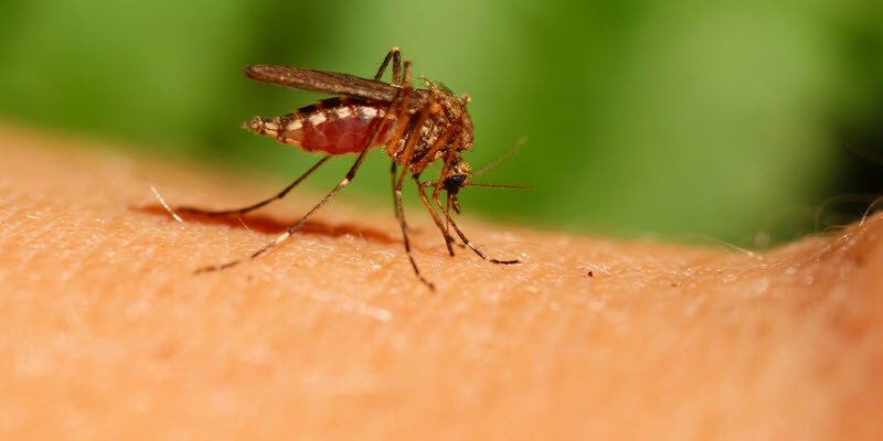Коронавирус живет в комарах в течение 24 часов