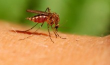 Коронавирус живет в комарах в течение 24 часов