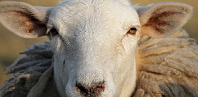 15 тонн австралийских овечьих шкур без маркировок “вернутся” вернутся на Родину 
