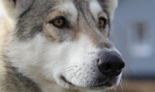 Смертельный трюк: в поселке Горный собака упала в колодец глубиной два метра