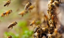 Операция по спасению: два роя пчел эвакуировали спасатели Новороссийска