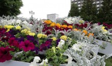 Без стеснения: новороссийские «цветоводы- озеленители» крадут цветы на городских клумбах