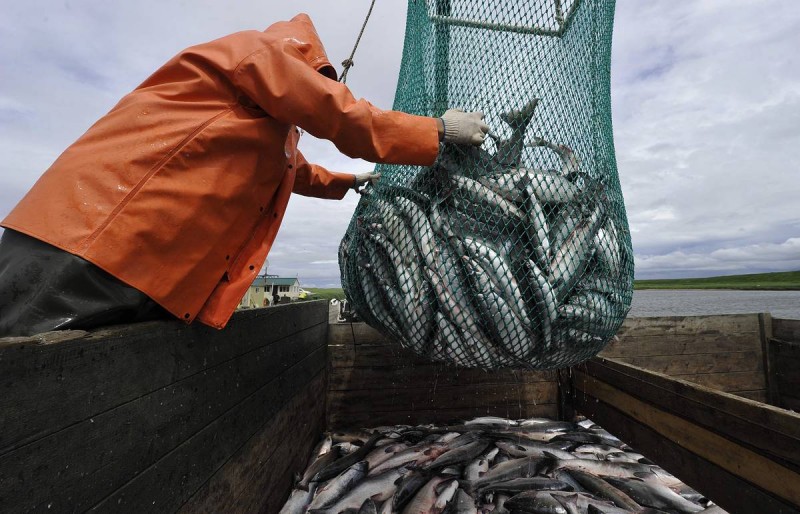 В РФ с 5 декабря вступит в силу закон, контролирующий вылов и перегрузку рыбы