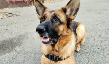 В России предложили штрафовать людей, выбрасывающих собак на улицу