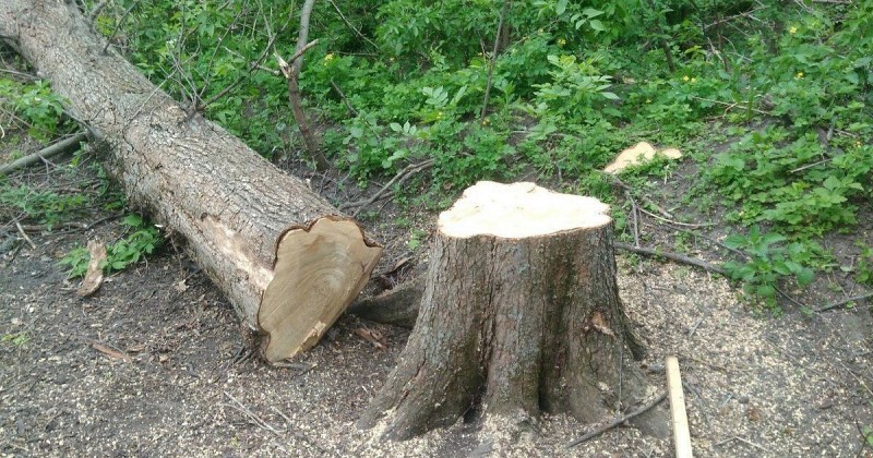 Наломали дров на 12 миллионов: в Новороссийске неизвестные вырубили деревья