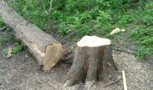 Наломали дров на 12 миллионов: в Новороссийске неизвестные вырубили деревья