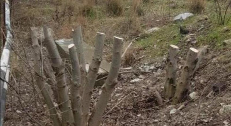 Полиция Новороссийска ищет свидетелей вырубки деревьев