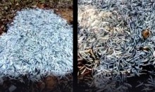 «Рыбный апокалипсис»: в лесу под Новороссийском выбросили около 100 кг свежей соленной хамсы