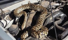 В Новороссийске змея заползла под капот автомобиля