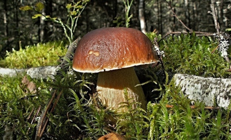 В Новороссийске призвали не употреблять в пищу лесные грибы