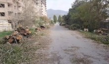 Полиция устанавливает свидетелей вырубки деревьев