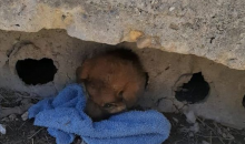 В Новороссийске спасли щенка, застрявшего в бетонной плите